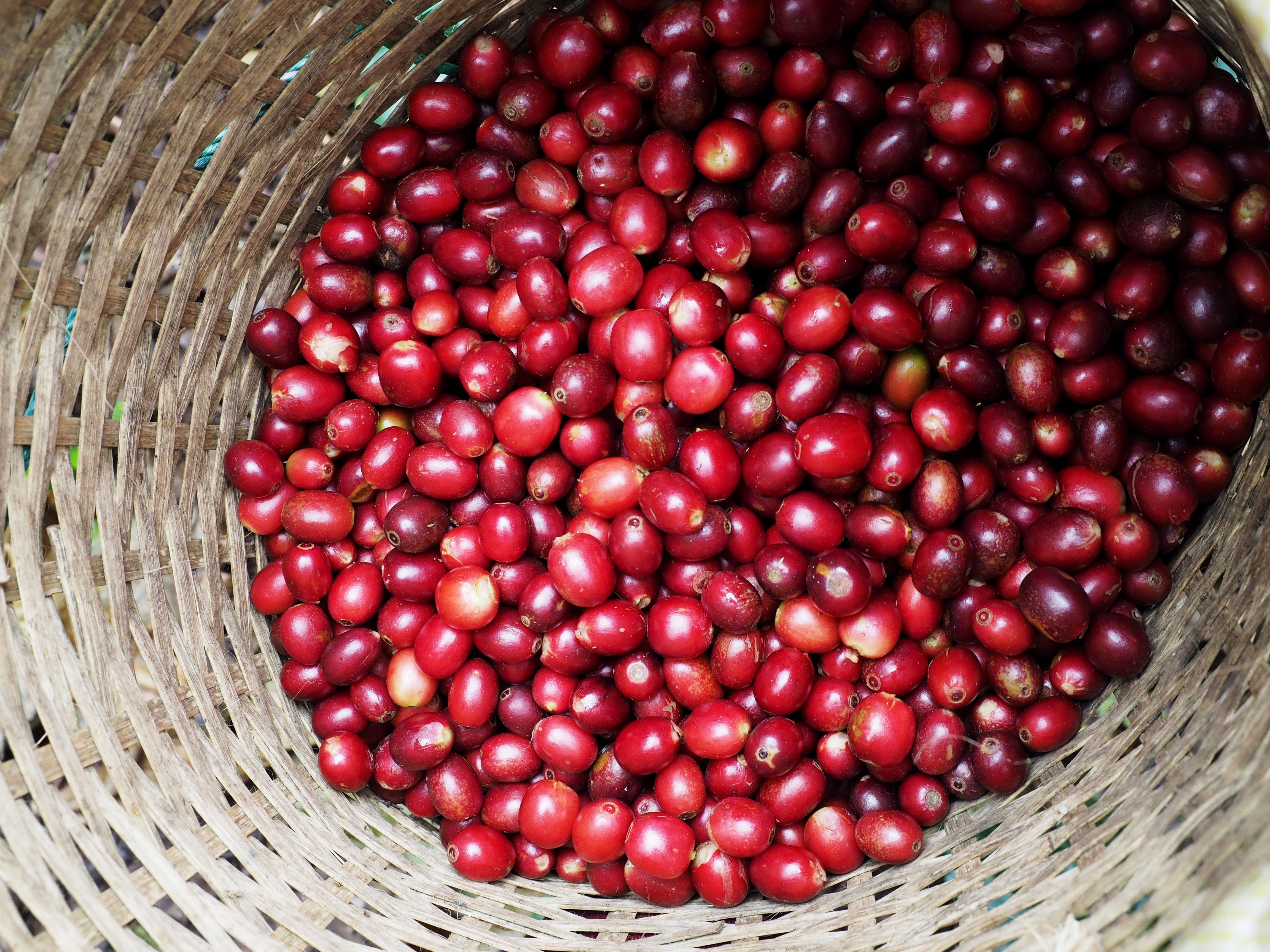 WHAT IS FERMENTED COFFEE