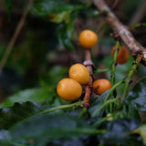 SOL DORADO Single Origin Pour-over Coffee