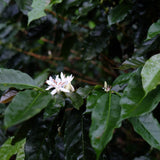 SOL DORADO Single Origin Pour-over Coffee
